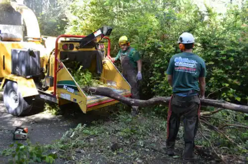 tree services Webb